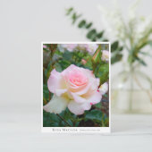 Rosa Matilda Postkarte (Stehend Vorderseite)