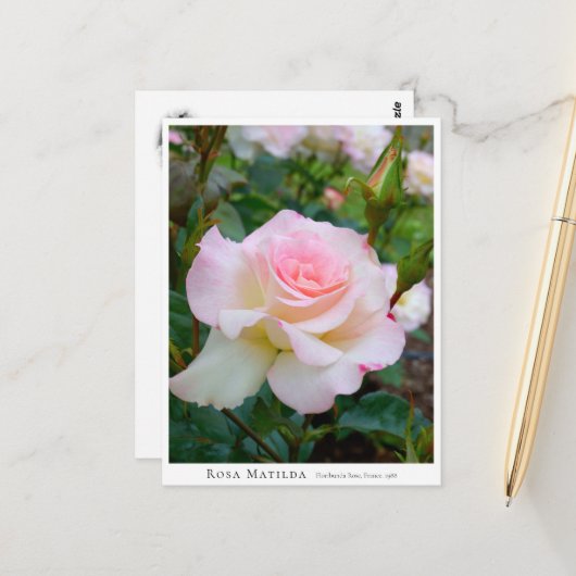Rosa Matilda Postkarte (Vorderseite/Rückseite Beispiel)