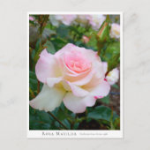 Rosa Matilda Postkarte (Vorderseite)