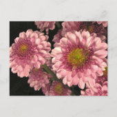 Rosa Mäuse Postkarte (Vorderseite)