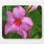 Rosa Mausunterlage Mandevilla-"Alices Du Pont" Mousepad (Vorne)
