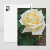 Rosa McGredy's Yellow [Postcard] Postkarte (Vorne/Hinten)