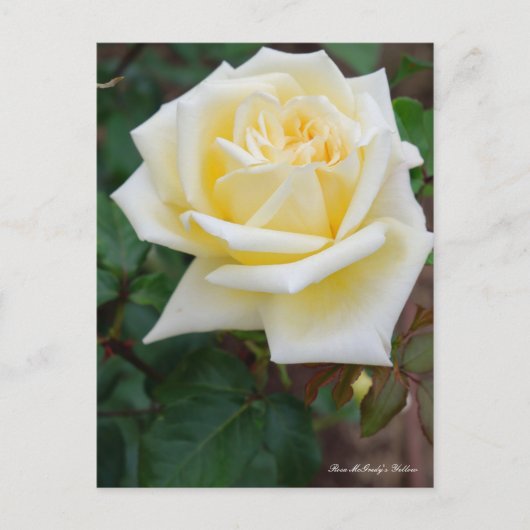 Rosa McGredy's Yellow [Postcard] Postkarte (Vorderseite)