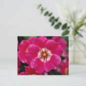 Rosa Meidiland (tm) Shrub Rose "Meipoque" Gelb f Postkarte (Stehend Vorderseite)