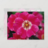 Rosa Meidiland (tm) Shrub Rose "Meipoque" Gelb f Postkarte (Vorne/Hinten)