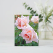 Rosa Michele Meilland [Postcard] Postkarte (Stehend Vorderseite)