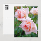 Rosa Michele Meilland [Postcard] Postkarte (Vorne/Hinten)