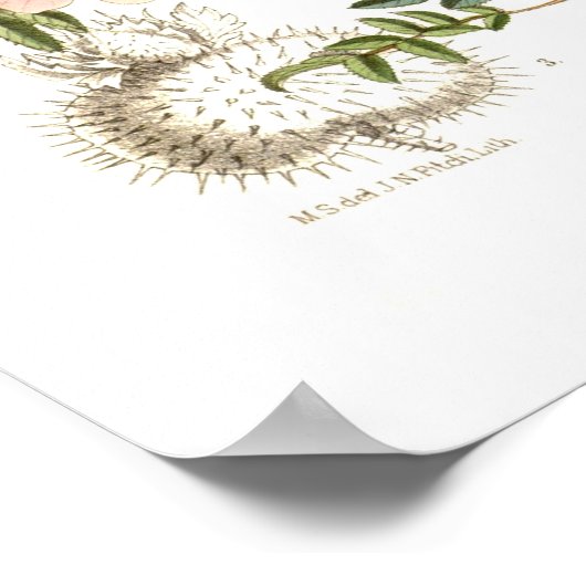 Rosa microphylla poster (Ecke)