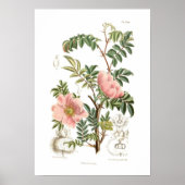 Rosa microphylla poster (Vorne)