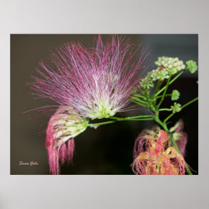 Rosa Mimosa-Blume mit braunem Foto Poster