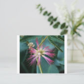 Rosa Mimosa Postkarte (Stehend Vorderseite)