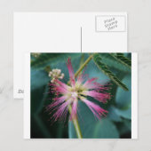 Rosa Mimosa Postkarte (Vorne/Hinten)