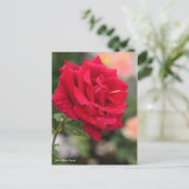 Rosa Mister Lincoln Postkarte (Stehend Vorderseite)