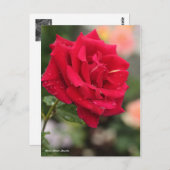 Rosa Mister Lincoln Postkarte (Vorne/Hinten)