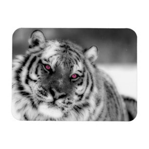 Rosa Mit Augen Tiger Magnet