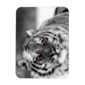 Rosa Mit Augen Tiger Magnet (Vertikal)