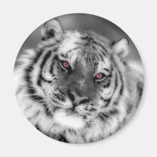 Rosa Mit Augen Tiger Magnet