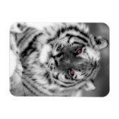 Rosa Mit Augen Tiger Magnet (Horizontal)
