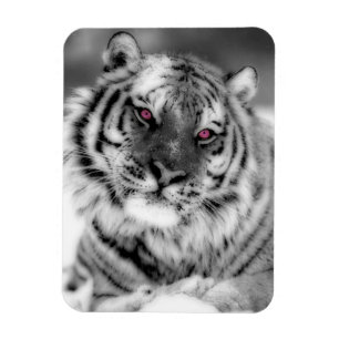 Rosa Mit Augen Tiger Magnet