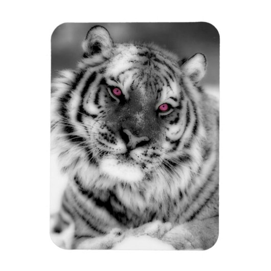 Rosa Mit Augen Tiger Magnet (Vertikal)