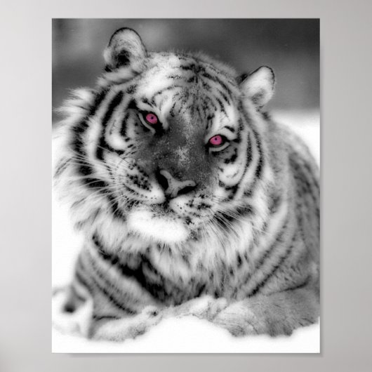 Rosa Mit Augen Tiger Poster (Vorne)