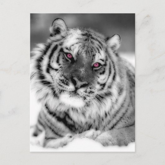 Rosa Mit Augen Tiger Postkarte (Vorderseite)