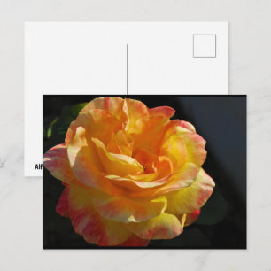 Rosa mit rosa und gelben Blüten Postkarte