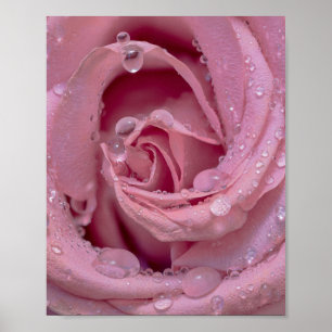 Rosa mit Tautropfen Poster