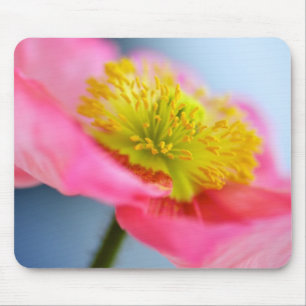 Rosa Mohnblume Mousepad