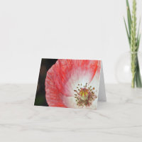 Rosa Mohnblumen-Geburtstag