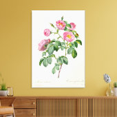 Rosa Mollissima von "Les Rose" Leinwanddruck (Insitu (Wohnzimmer))