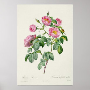 Rosa Mollissima von "Les Rose" Poster