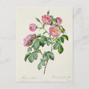 Rosa Mollissima von "Les Rose" Postkarte
