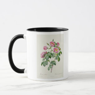 Rosa Mollissima, von 'Les Rosen Tasse