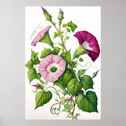 Rosa Morning Gloriage Blume Art Print Poster (Vorne)