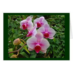 Rosa Moth Orchids - Phalaenopsis