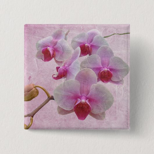 Rosa Moth Orchids - Phalaenopsis Button (Vorderseite)