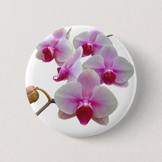 Rosa Moth Orchids - Phalaenopsis Button (Vorderseite)