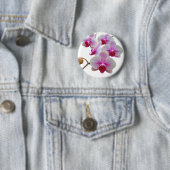 Rosa Moth Orchids - Phalaenopsis Button (Beispiel)
