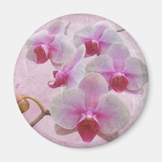 Rosa Moth Orchids - Phalaenopsis Magnet (Vorne)