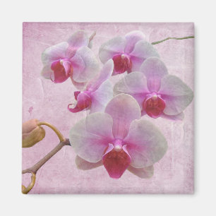 Rosa Moth Orchids - Phalaenopsis Magnet