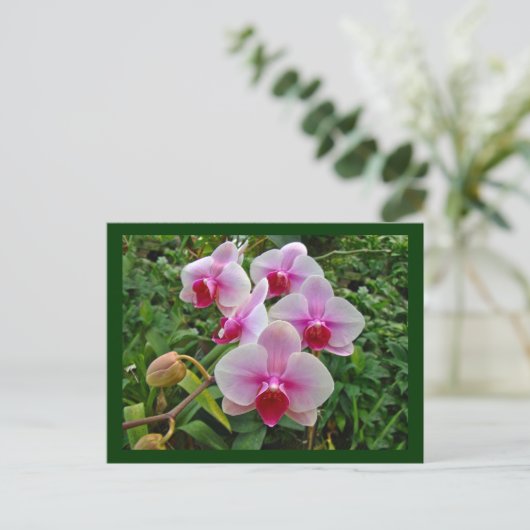 Rosa Moth Orchids - Phalaenopsis Postkarte (Stehend Vorderseite)