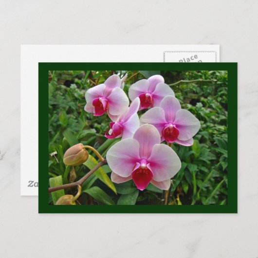 Rosa Moth Orchids - Phalaenopsis Postkarte (Vorne/Hinten)