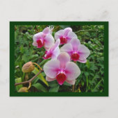 Rosa Moth Orchids - Phalaenopsis Postkarte (Vorderseite)