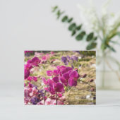 Rosa Moth Orchids Postkarte (Stehend Vorderseite)