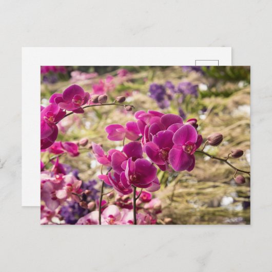 Rosa Moth Orchids Postkarte (Vorne/Hinten)