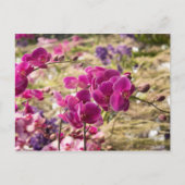 Rosa Moth Orchids Postkarte (Vorderseite)