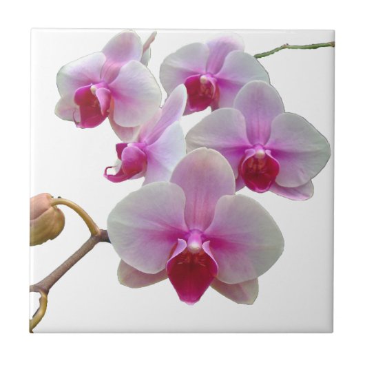 Rosa Motten-Orchideen - Phalaenopsis Fliese (Vorderseite)