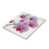 Rosa Motten-Orchideen - Phalaenopsis Fliese (Seite)