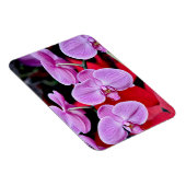 Rosa Mottenorchideen drucken Magneten Magnet (Rechte Seite)